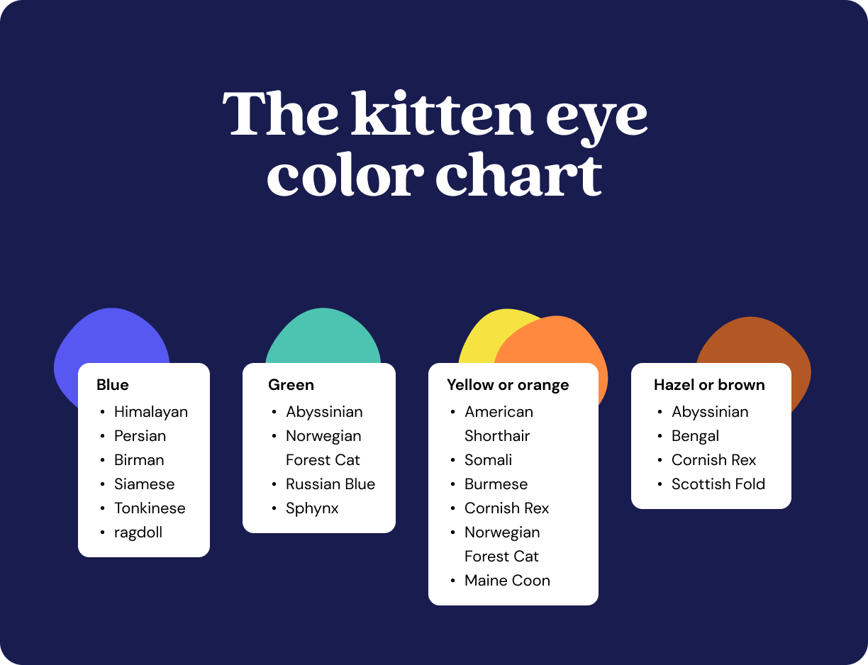 When do kittens’ eyes change color?